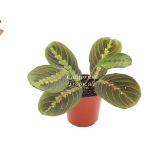 Red Maranta Prayer - 4&quot; from California Tropicals