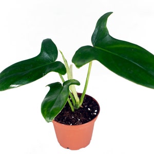 Philodendron Pedatum - 2" from California Tropicals