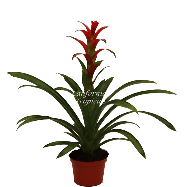 Bromeliad Guzmania Assorted Colors Choice Orange, Purple, Yellow - 6'' from California Tropicals