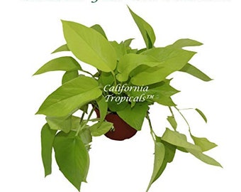 Neon Pothos - 6" from California Tropicals