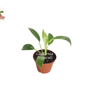 May include: A small potted plant with green leaves and a variegated center. The plant is in a brown plastic pot. The text "California Tropicals" is printed on the pot. A small logo is in the upper left corner.