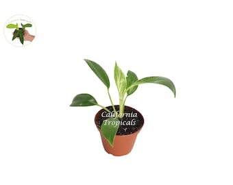 Birkin Philodendron Variegated- 2.5" from California Tropicals