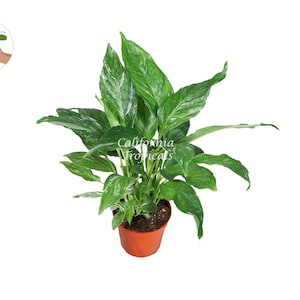 Spathyphyllium Domino - Variegated Peace Lily - 4'' from California Tropicals