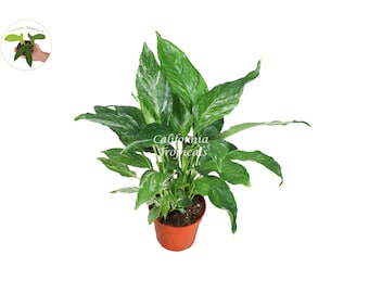 Spathyphyllium Domino - Variegated Peace Lily - 4'' from California Tropicals