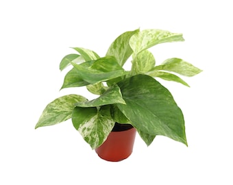 Marble Queen Pothos - 4" from California Tropicals