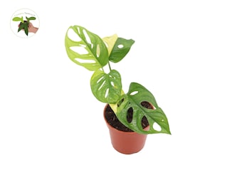 Monstera Adansonii 'Aurea' (3-4 leaves)- 4" from California Tropicals