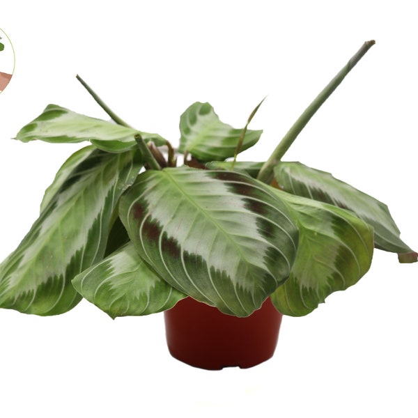 Maranta Silver Band Prayer Plant- 4" from California Tropicals