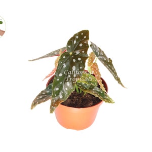 Begonia Maculata  - 6&#39;&#39; from California Tropicals