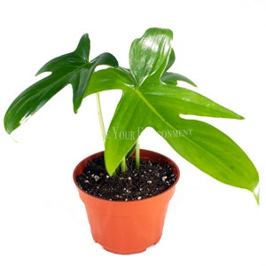 Philodendron Pedatum - 4" from California Tropicals