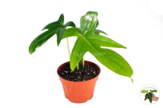 Philodendron Pedatum - 4" From California Tropicals - Etsy
