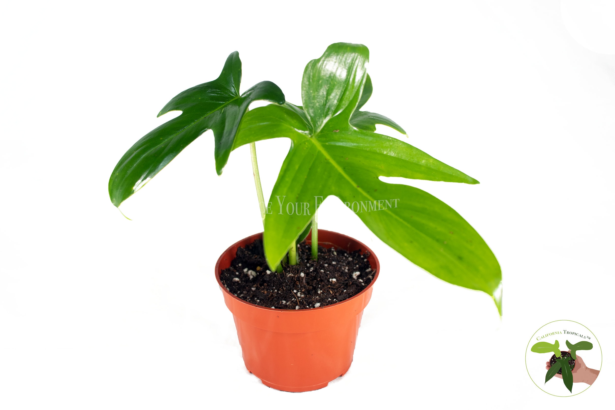 philodendron pilea Begonia Maculata, Pilea Peperomioides, Peperomia Argyreia, Philodendro –  vielgrün