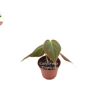 Bronze Mican Philodendron - Etsy