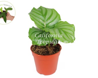 Calathea Orbifolia - 4'' from California Tropicals