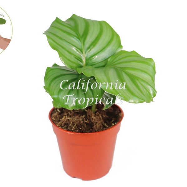 Calathea Orbifolia - 4'' from California Tropicals