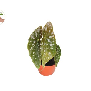 Begonia Maculata  - 4&#39;&#39; from California Tropicals
