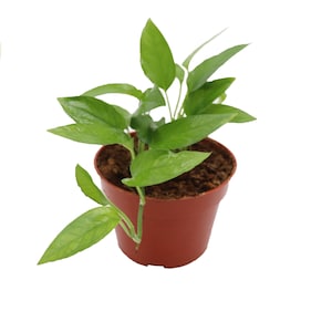 May include: A small potted plant with vibrant green leaves. The plant is in a brown plastic pot, set against a white background. The leaves are long and pointed, with visible veins. The pot contains soil. A logo is in the upper left corner.