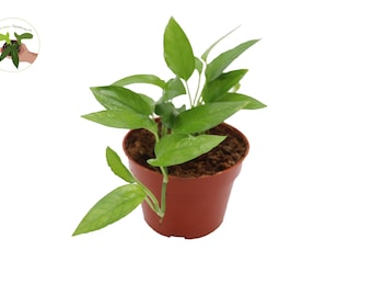 Epipremnum pinnatum 'Skeleton Key' - 4'' de California Tropicals