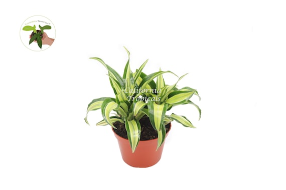 Dracaena Lime Dragon- Malaika - 6'' from California Tropicals