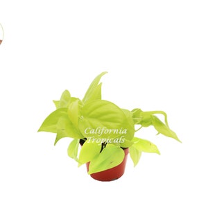 Philodendron Neon Cordatum - 4&quot; from California Tropicals