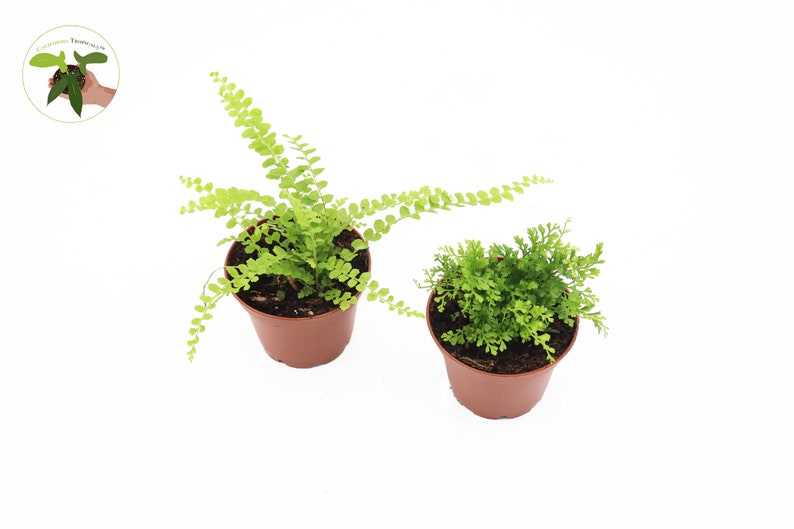 California Tropicals Fern - Thumbnail 3