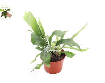 Staghorn Fern (Hanging Plant) - 6'' from California Tropicals