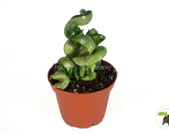 Cuerda hindú Hoya de 2,5" de California Tropicals