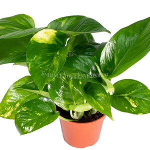 Golden Pothos (Epipremnum Aureum) - 4'' from California Tropicals