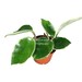 see more listings in the Hoya section