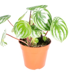 Watermelon Peperomia - 4'' from California Tropicals