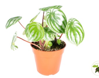 Watermelon Peperomia - 4'' from California Tropicals