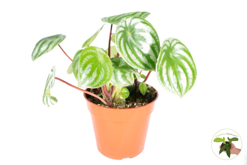 Watermelon Peperomia Plant - Thumbnail 5