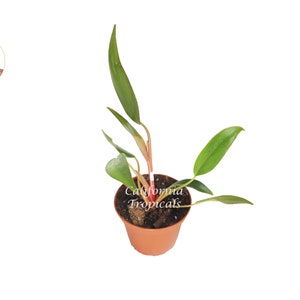 Philodendron Super Dwarf Red - 2&#39;&#39; from California Tropicals