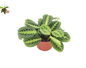 Lemon Lime Maranta - from California Tropicals