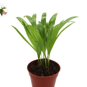 aglaonema snow white Aglaonema Snow White