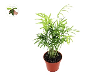 Victorian Parlor Palm (Neanthe Bella Palm) - 4&#39;&#39; from California Tropicals