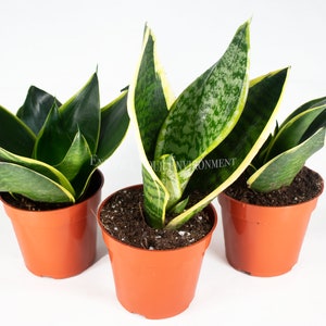 3 Snake Plant - Sansevieria Assorted Variety from California Tropicals