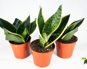 3 Snake Plant - Sansevieria Assorted Variety from California Tropicals