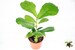 Fiddle Leaf Fig - 6'' from California Tropicals 