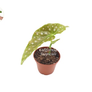 Begonia Maculata  - 2&#39;&#39; from California Tropicals
