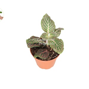 Pink Fittonia - 2&quot; from California Tropicals