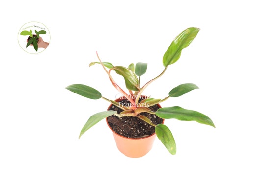 Philodendron Super Dwarf Red - 4'' From California Tropicals - Etsy