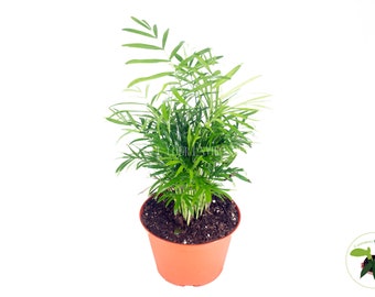 Neanthe Bella Palm - 6" from California Tropicals