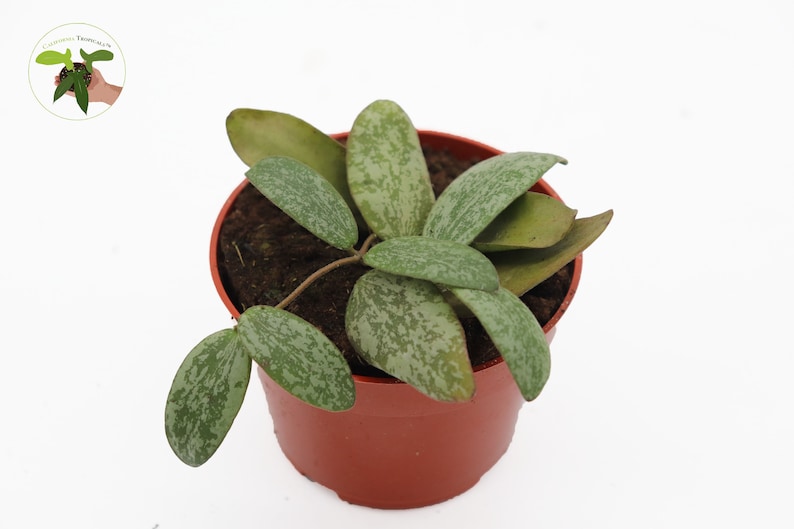 California Tropicals Hoya Sigillatis - Thumbnail 3