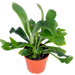 May include: A green staghorn fern plant in a brown pot. The plant has long, wavy fronds and is growing in a small pot. The plant is on a white background.