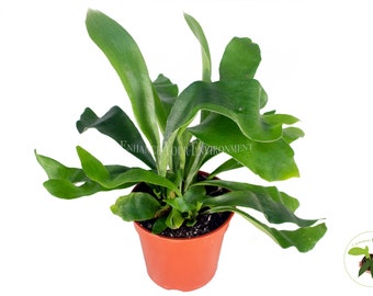 Staghorn Fern - 4'' from California Tropicals