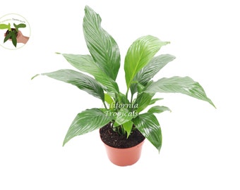 Peace Lily Plant - 6'' California Tropicals