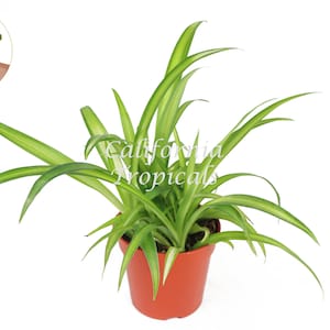 May include: A spider plant in a terracotta pot. The plant has long, green and white striped leaves. The pot is filled with soil. The text "California Tropicals" is visible on the plant. A logo with a hand holding a plant is in the upper left corner.