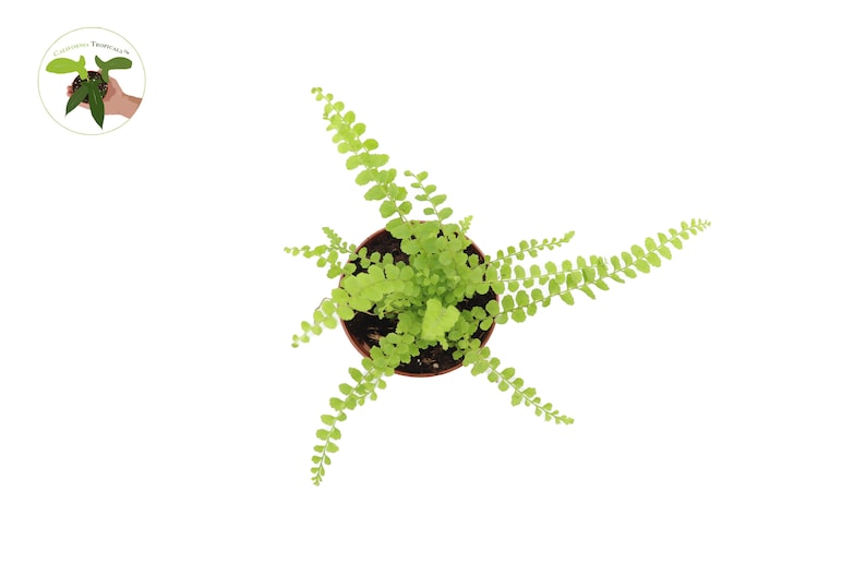 California Tropicals Fern - Thumbnail 4