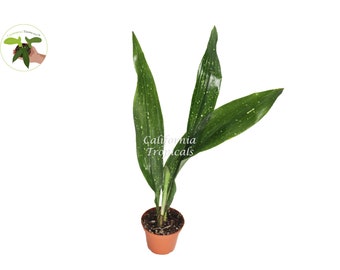 Aspidistra Elatior 'Milky Way' - 2.5" from California Tropicals