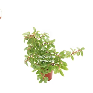 Fuchsia Begonia - 4&#39;&#39; from California Tropicals